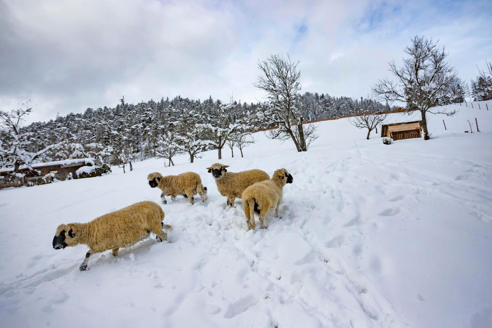 Ferienwohnungen Holler Wallgau Buitenkant foto